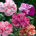 Double Picotee Carnation Seeds - 200+ Pack, Garden Flower Seeds, Dianthus caryophyllus, Easy to Grow, Vibrant Blooms, USA