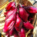 Red Tropea Onion Seeds - Italian Cipolla Rossa Di Torpea - Heirloom, Non-GMO, Bulb-Forming, Full Sun, 100 Seeds