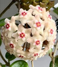 Hoya Mathilde Splash Live Plant | Well-Rooted Wax Plant Vine in 4-Inch Pot | Variegated Foliage Indoor Houseplant