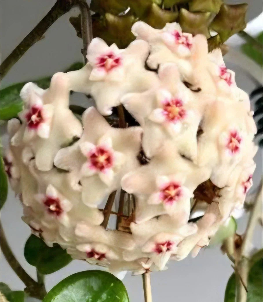 Hoya Mathilde Splash Live Plant | Well-Rooted Wax Plant Vine in 4-Inch Pot | Variegated Foliage Indoor Houseplant