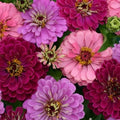 Zinnia Seeds - Art Deco Mix, Colorful Flower Seeds for Garden, Zinnia elegans, 100+ Seeds for Borders & Containers