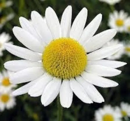 Roman Chamomile Seeds - Organic Herbal Tea Plant, Anthemis nobilis, Perennial, 100 Seeds