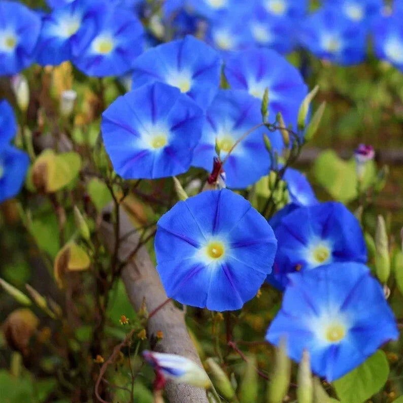 Heavenly Blue Morning Glory Seeds - Organic Ipomoea tricolor Climbing Vine - 50 Seeds for Gardens & Trellises