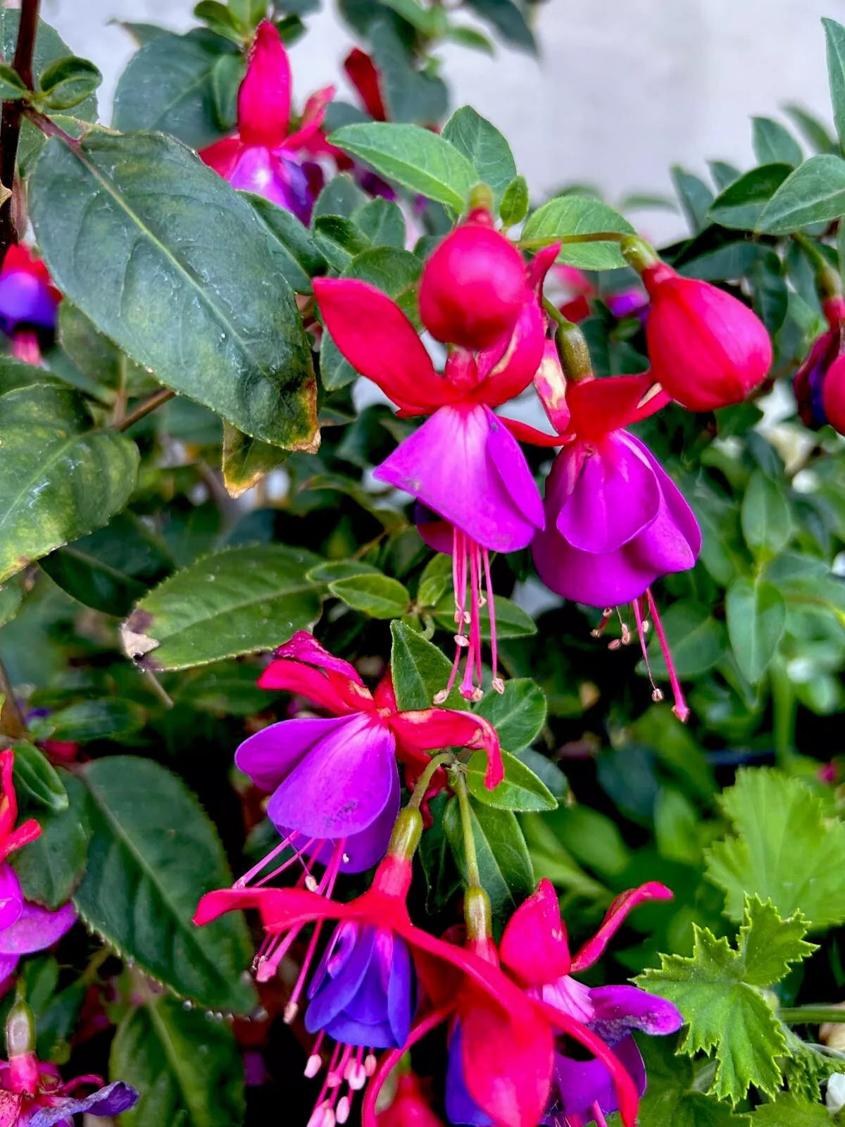 Blue Eyes Fuchsia Live Plant – 6-8 Inch Compact Bush in 3-Inch Pot, Fuchsia magellanica, Vibrant Blue and Purple Flowers