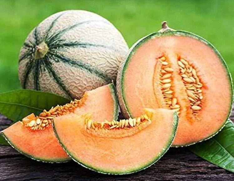 Premium Charentais Melon Seeds - 20 Fresh Cucumis melo Super Sweet Aromatic Fruit
