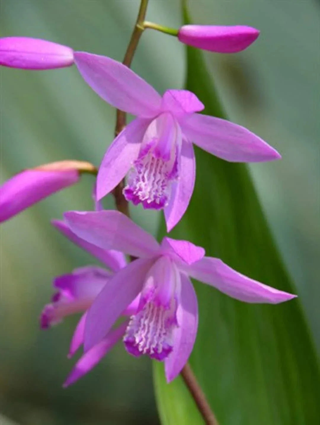 Bletilla ‘Kate’ Hardy Ground Orchid Live Starter Plant – Perennial Orchid for Garden, Borders, Containers