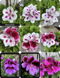 Live Geranium Plants in 3” Pots, Pelargonium Variety Set, 8-10 Inches Tall, Bright Blooming, Outdoor & Indoor Garden