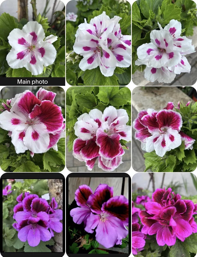 Live Geranium Plants in 3” Pots, Pelargonium Variety Set, 8-10 Inches Tall, Bright Blooming, Outdoor & Indoor Garden