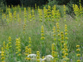 Gentiana lutea Seeds - 30 Yellow Flower Perennial Herb for Garden, Landscape & Pollinator Attraction