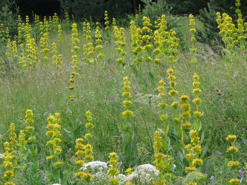 Gentiana lutea Seeds - 30 Yellow Flower Perennial Herb for Garden, Landscape & Pollinator Attraction