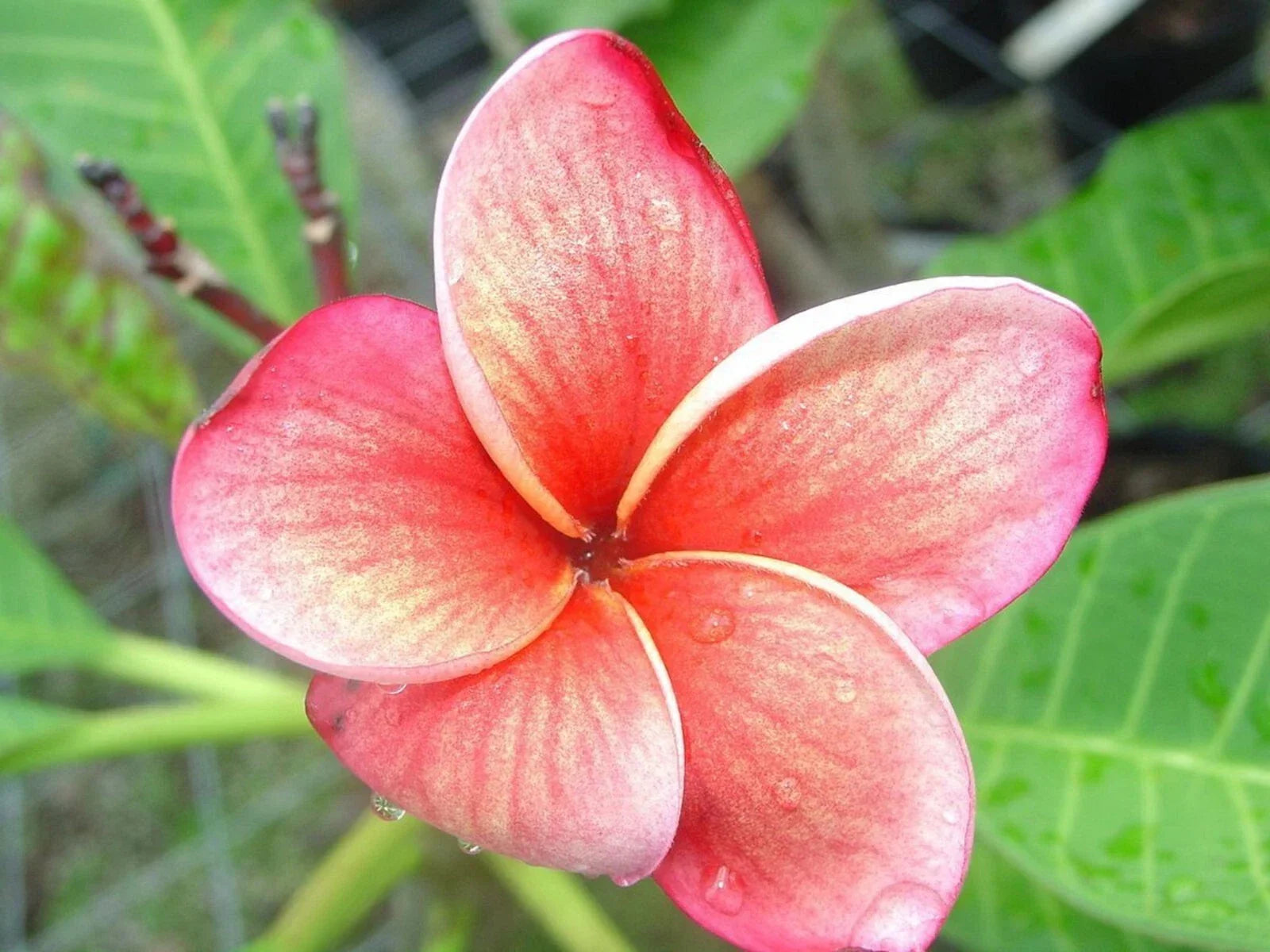 Plumeria Seeds - 5 Orange Pink Hawaiian Flower Lei - Tropical Perennial Bloom - Plumeria spp.