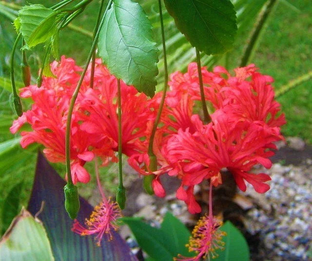 Rooted Hibiscus schizopetalus Starter Plant - Chinese Lantern, Bare Root, Vibrant Lantern-Shaped Flowers