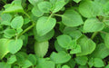 Live Mexican Mint Plants - Well Rooted 2 Pack - Hyptis suaveolens for Culinary & Garden Use