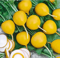 Golden Helios Radish Seeds - 500+ Non-GMO Garden Planting Pack - Raphanus sativus, Fast-Growing, Vibrant Golden Color
