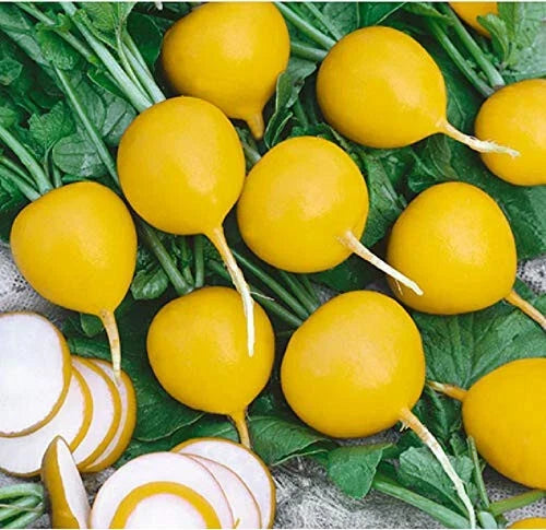 Golden Helios Radish Seeds - 500+ Non-GMO Garden Planting Pack - Raphanus sativus, Fast-Growing, Vibrant Golden Color