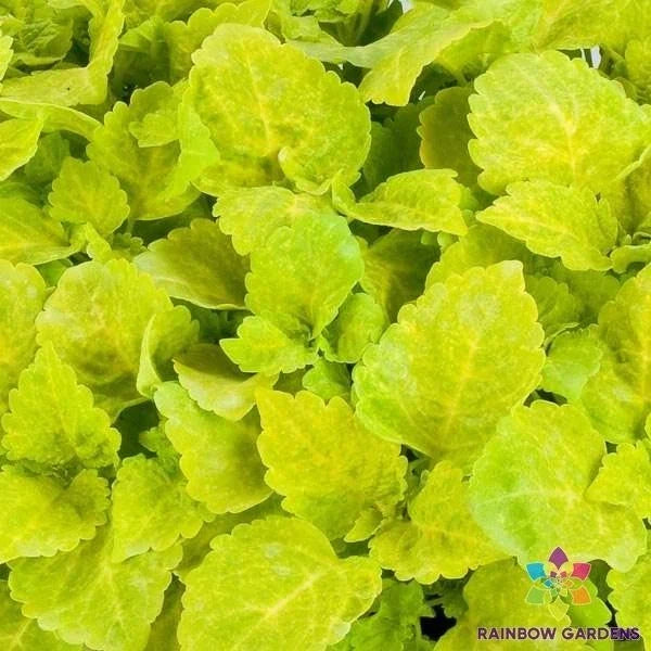 Coleus Seeds - 25+ Fairway Yellow Variety - Vibrant Foliage for Gardens & Containers - Solenostemon scutellarioides