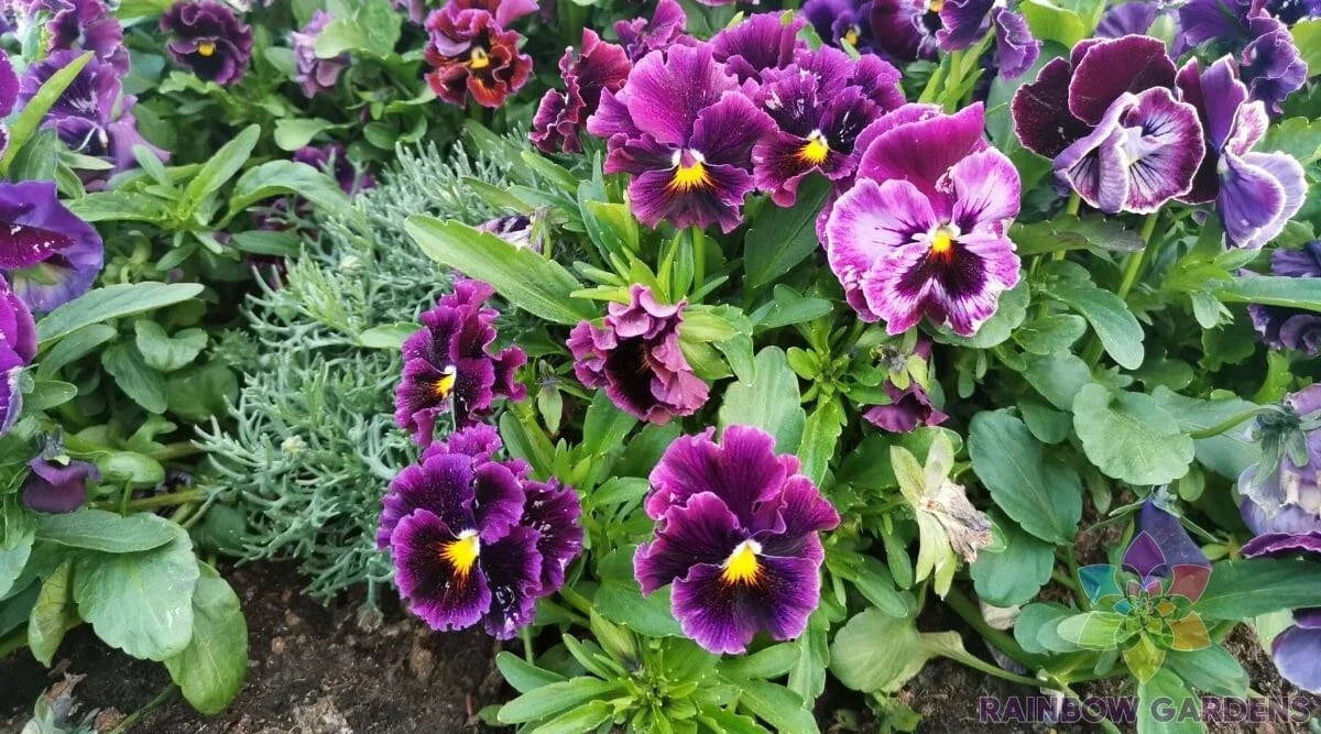 Burgundy Pansy Seeds - Viola tricolor var. hortensis - 200+ Flirty Skirts Annual Flower for Garden, Borders, Containers