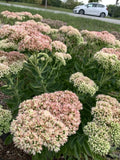 Sedum Autumn Joy Bare Root Plant | Pink Flowers | Attracts Bees | Perennial Ground Cover | Sedum 'Autumn Joy'