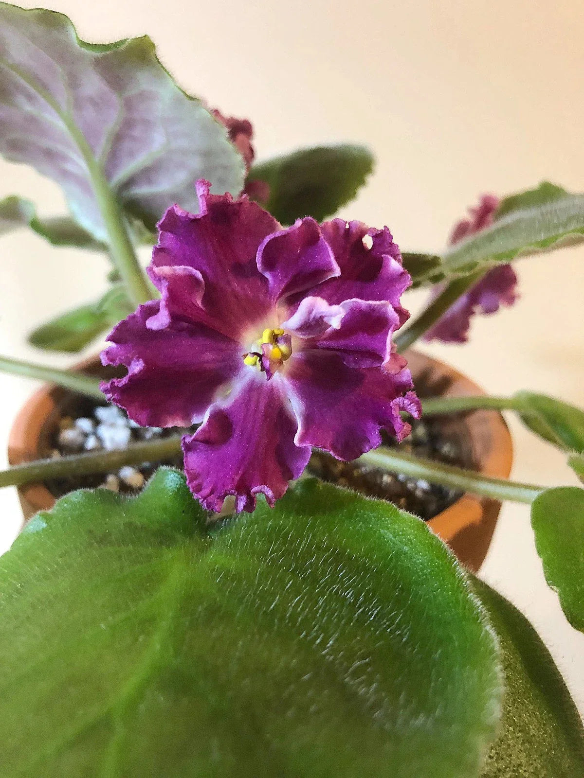 Rare African Violet Starter Plant – Amadeus, Red-Raspberry Blooms with White Edge, Saintpaulia ionantha, Indoor Garden