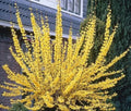 Forsythia Plant - 2-3 Year Old Yellow Flowering Shrub - Forsythia x intermedia