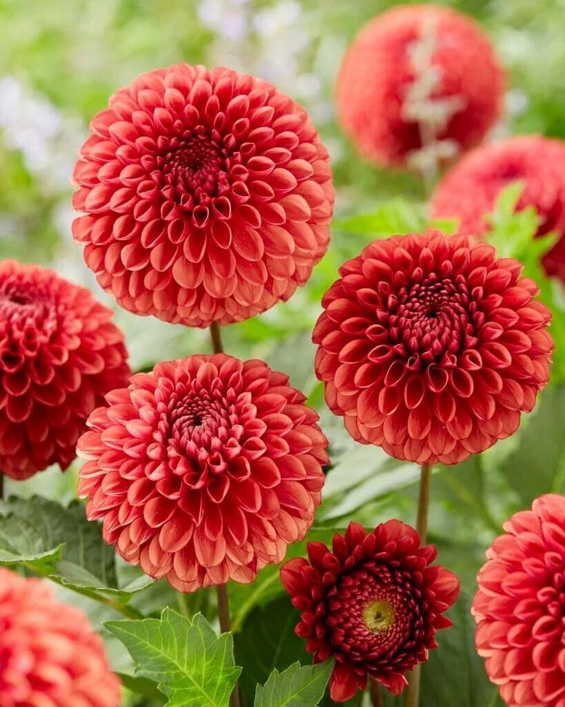 Dahlia Ball Tubers for Planting – Vibrant Blooms – Dahlia pinnata – Garden, Border, Container Planting