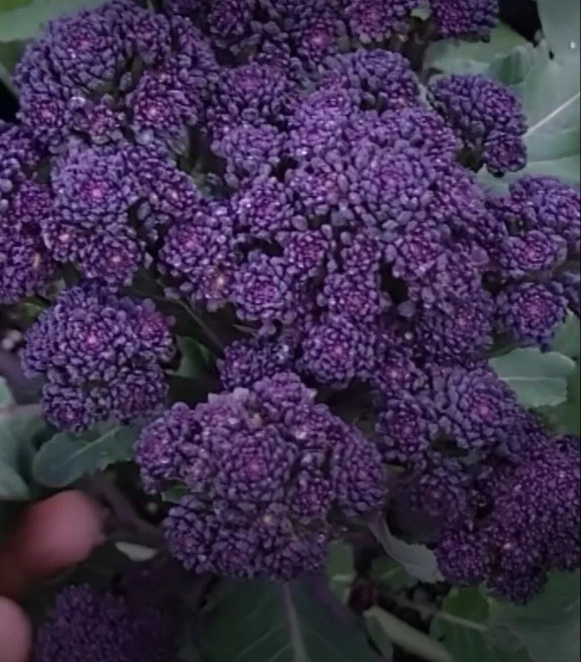Purple Broccoli Seeds - Organic Brassica oleracea var. italica, Non-GMO, 200+ Seeds for Home Gardening, Free Shipping USA