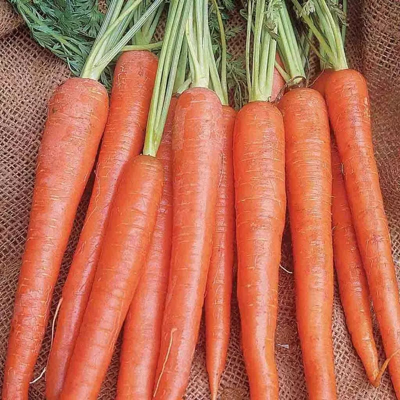 Imperator 58 Carrot Seeds – Heirloom Non-GMO Daucus carota for Vegetable Garden, Over 1000 Seeds