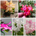 Thanksgiving/Christmas Cactus Cuttings – 5 Fresh Labeled Varieties Multi-Color Schlumbergera spp.