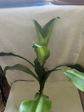 Corn Plant Cutting - Rooted Dracaena fragrans Indoor Houseplant - Easy Care, Air-Purifying Green Foliage