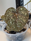 Begonia Plant - 4-Inch Pot - 'Moona' Hybrid Begonia curtisii 'Galaxy' x Begonia variabilis Indoor Outdoor
