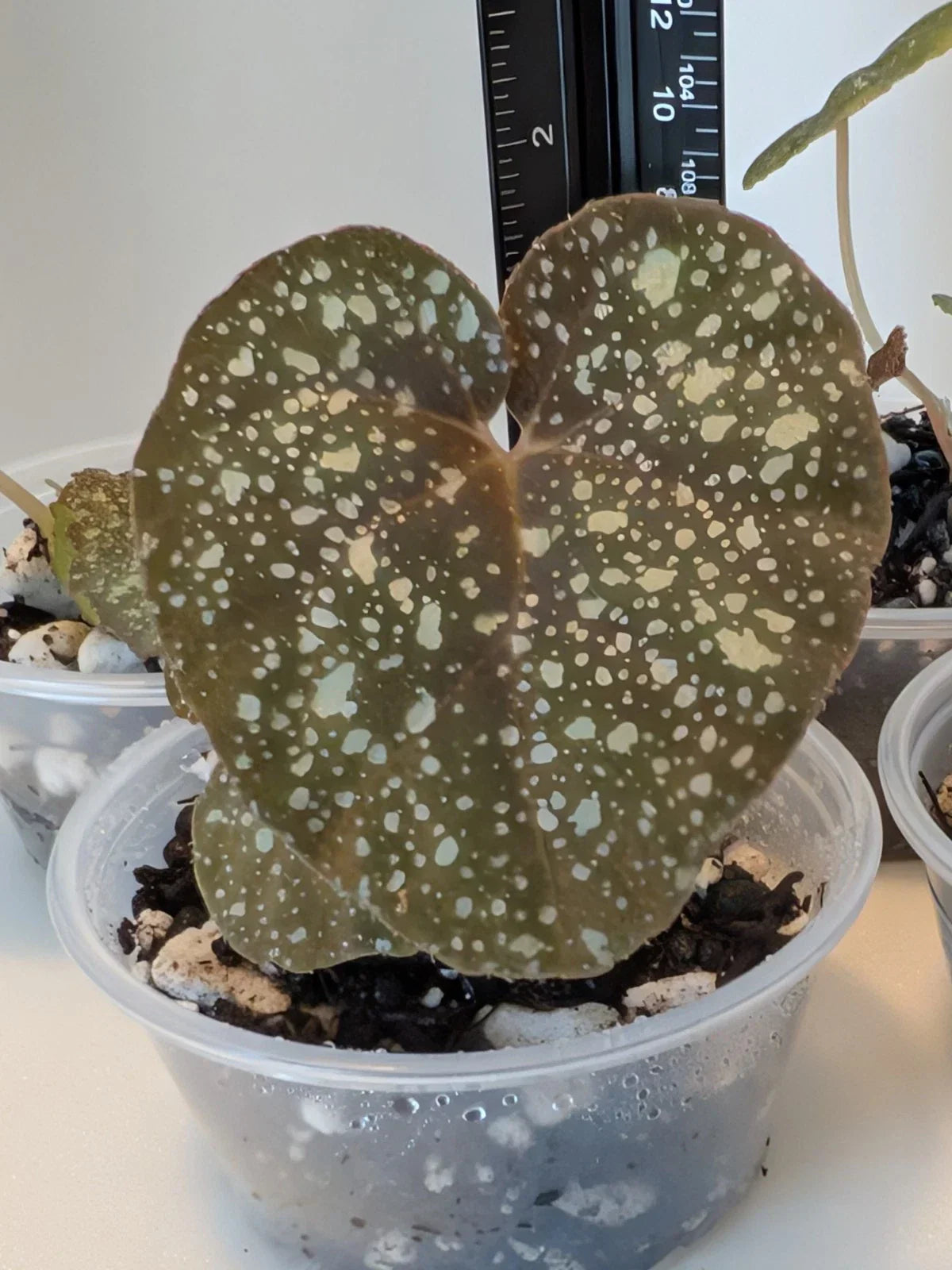 Begonia Plant - 4-Inch Pot - 'Moona' Hybrid Begonia curtisii 'Galaxy' x Begonia variabilis Indoor Outdoor