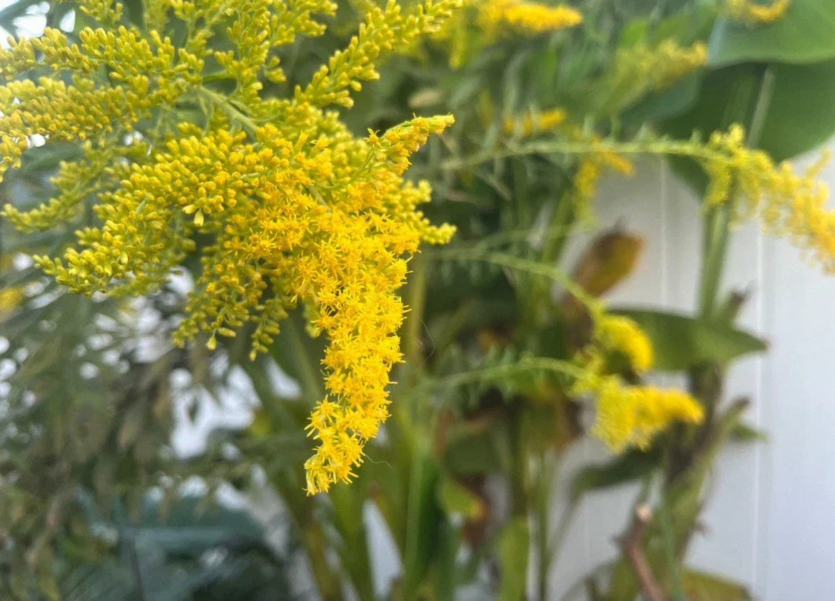 Goldenrod Rhizome Root Cuttings - Native Wildflower Solidago spp. for Pollinator Gardens, 12 Pack
