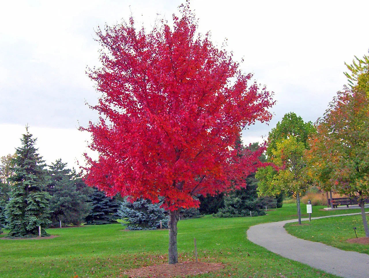 Red Maple Seeds, Acer rubrum, 30 Seeds for Planting, Drought Tolerant, Native Tree Seeds for Landscaping and Reforestation