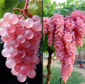 Organic Japanese Koshu Grape Cuttings – 5 Rooting or Grafting Vitis vinifera 'Koshu'