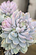 Rare Hybrid Sedeveria 'Lilac Mist' Succulent Plant 2" Rooted Succulent for Indoor & Outdoor Gardens