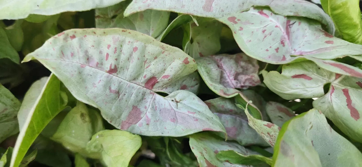 Syngonium Plant - Pink Speckled Houseplant - Arrowhead Vine - Philodendron - Live Indoor Plant - Compact, Easy Care, Air Purifying