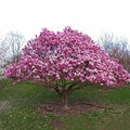 Set of 2 Ann Magnolia Seedlings in 2.5 Inch Pots, Magnolia 'Ann', Fragrant Purple-Pink Blooms, Compact Growth, Hardy Zones 4-8