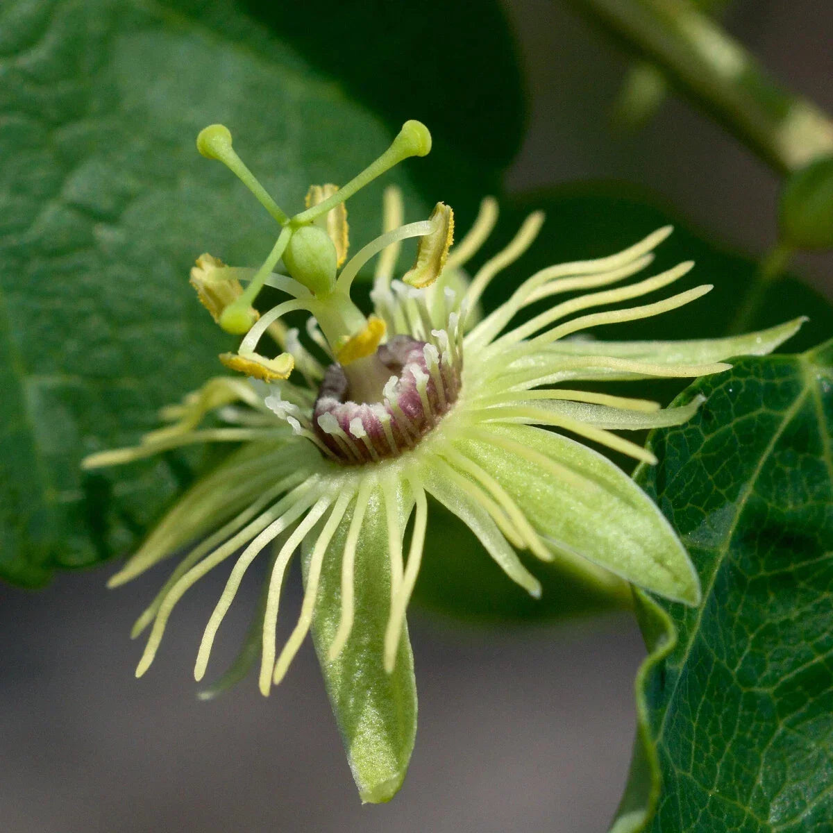 Yellow Passion Flower Vine Starter Plant, Fragrant Passiflora caerulea, Climbing Vine for Trellises & Garden Decor, Rooted in 4-inch Pot