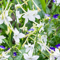 Jasmine Tobacco Seeds, 500+ Non-GMO Nicotiana alata, Fragrant Night-Blooming Flowers for Garden & Containers