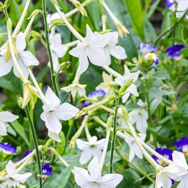 Jasmine Tobacco Seeds, 500+ Non-GMO Nicotiana alata, Fragrant Night-Blooming Flowers for Garden & Containers