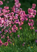 Catchfly Flower Seeds 200+ Crimson-Rose Silene armeria Perennial for Gardens, Borders, Containers