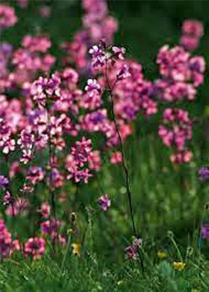 Catchfly Flower Seeds 200+ Crimson-Rose Silene armeria Perennial for Gardens, Borders, Containers