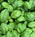 Genovese Basil Seeds – Over 600 Non-GMO Ocimum basilicum Annual Herb for Garden, Culinary, Indoor & Outdoor Planting