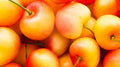 Rainier Cherry Seeds - Pack of 10+ Prunus avium Fruit Tree Seeds for Home Garden Planting, Sweet Cherry Variety