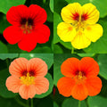Nasturtium Seeds Mix – Drought & Shade Tolerant Tropaeolum majus Dwarf Flower Seeds, 60+ Pack