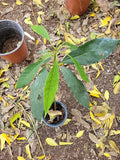 Dwarf Cold Hardy Avocado Tree - Avozilla Persea americana, Compact, Edible Fruit, Suitable for Small Gardens & Pots