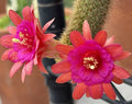 Hildewintera Aurespina Hybrid Cactus - Amethyst Color - Rooted Live Plant - Easy Care Succulent for Indoor Outdoor Garden