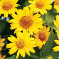 Ox-Eye Sunflower Seeds, Wild Prairie Perennial Wildflower, Helianthus radula, Vibrant yellow petals, attracts pollinators