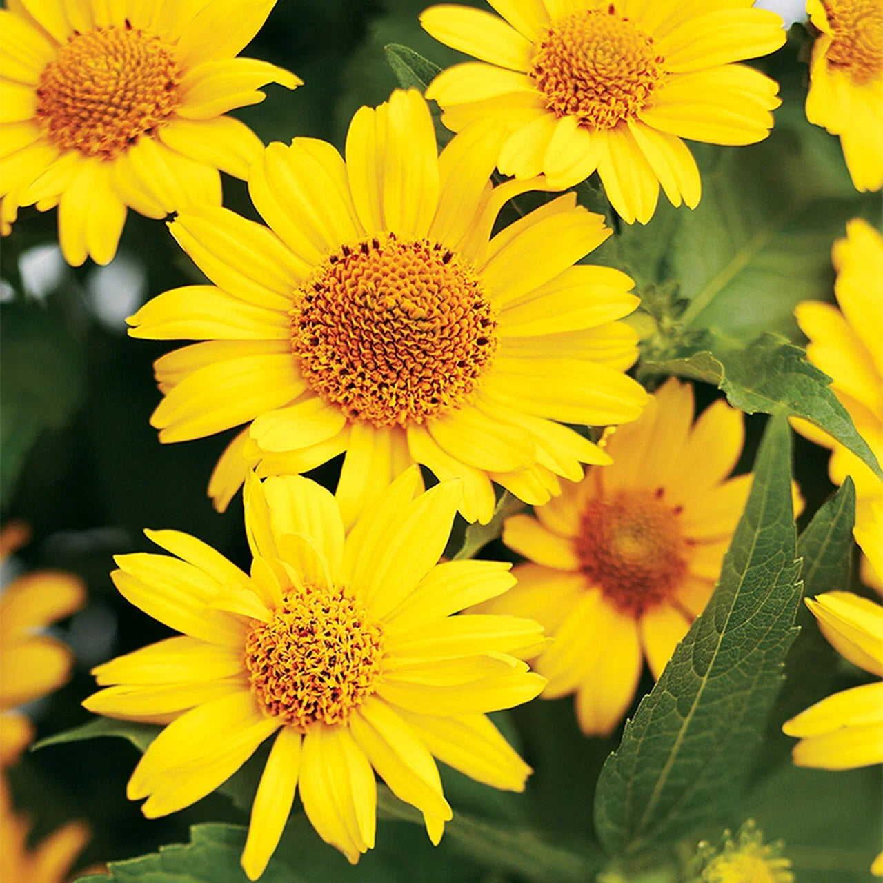 Ox-Eye Sunflower Seeds, Wild Prairie Perennial Wildflower, Helianthus radula, Vibrant yellow petals, attracts pollinators