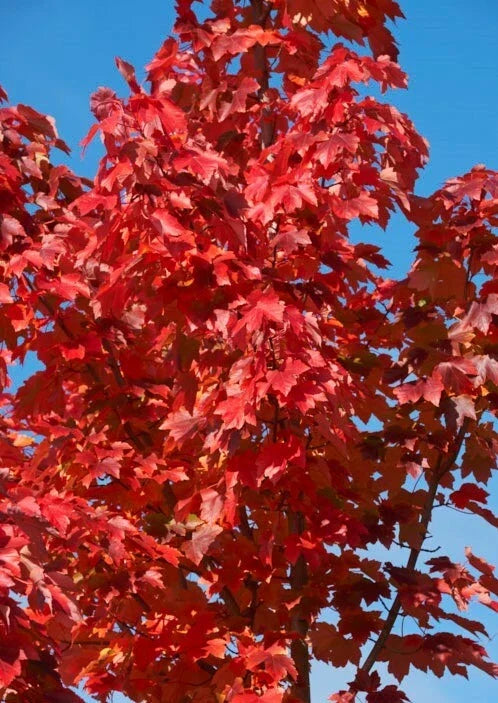 American Red Maple Tree Sapling - 2' Acer rubrum Ornamental Shade Tree with Vibrant Fall Colors, Bare Root Live Plant
